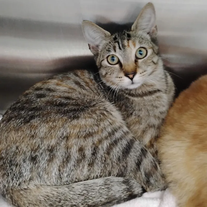 A baby small-sized female Brown / Chocolate Domestic Short Hair cat named Erin Lindsay for adoption in Winchester, TN