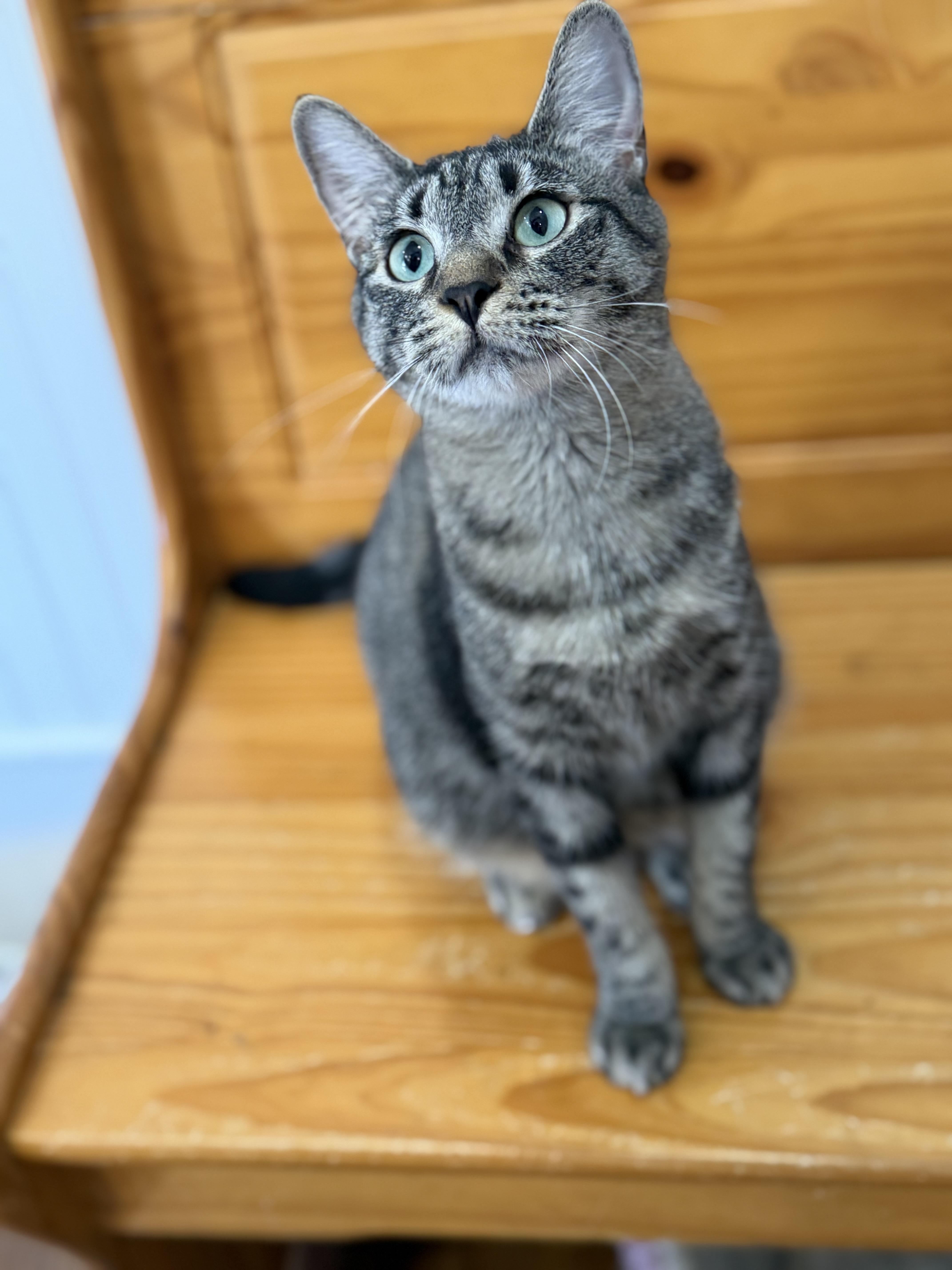 A young small-sized female Tabby (Brown / Chocolate) Tabby cat named Thyme for adoption in Lawrenceville, GA