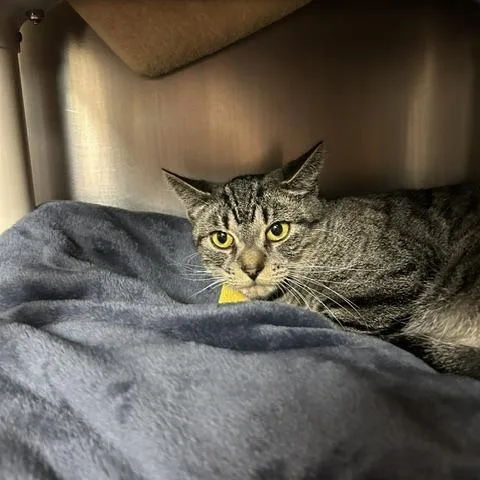 An adult small-sized female Brown / Chocolate Domestic Short Hair cat named Coco for adoption in Springfield, MA