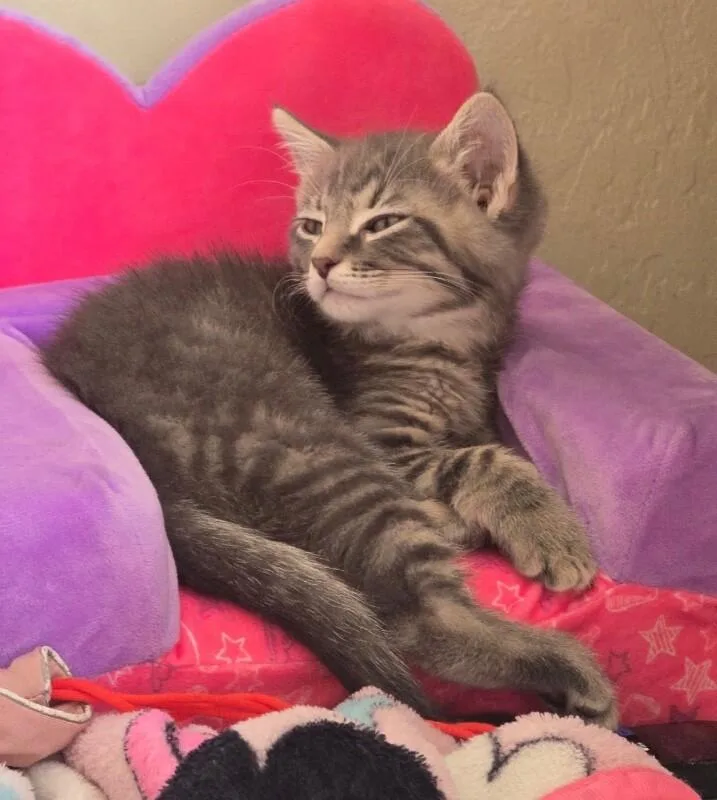 A baby small-sized male Gray & White Tabby cat named Harry Harry Potter for adoption in Anthem, AZ