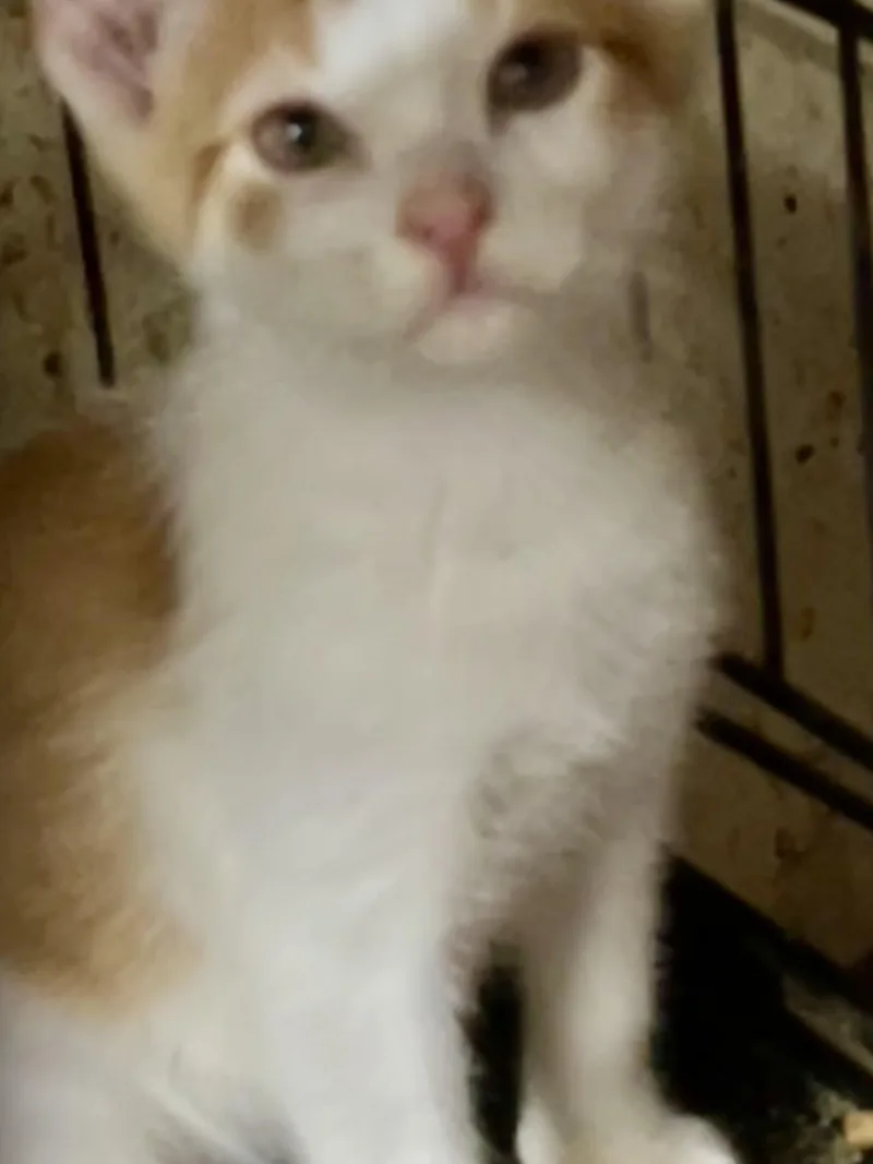 Delbert