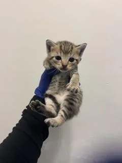 A baby small-sized female Domestic Short Hair cat named Kimchi for adoption in Miami, FL