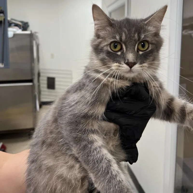 A young small-sized female Domestic Short Hair cat named Parker for adoption in Pekin, IL