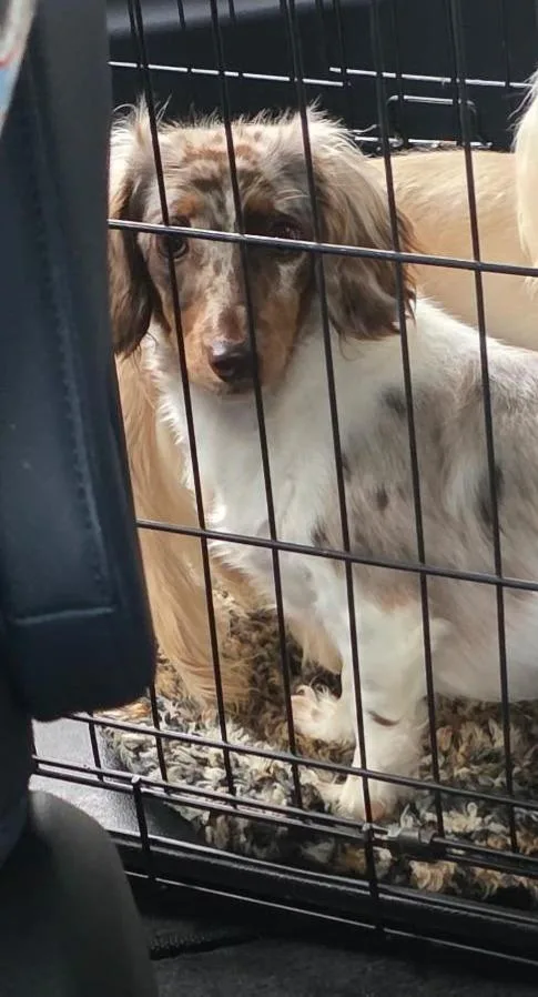 A young small-sized female White / Cream Dachshund (Miniature Long Haired) dog named Gemma for adoption in Mary Esther, FL