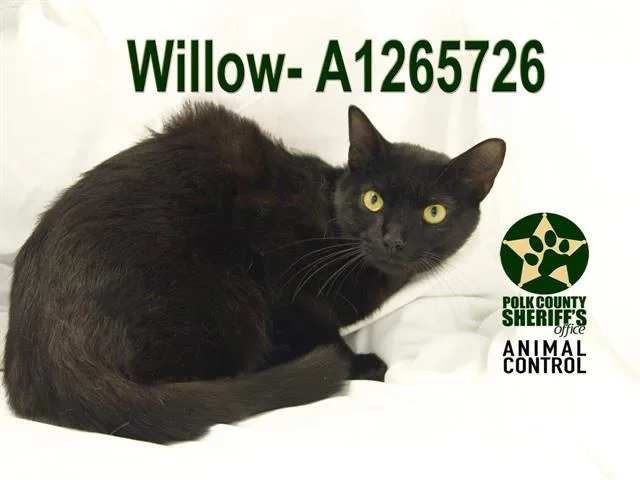 A young small-sized female Domestic Short Hair cat named Willow for adoption in Winter Haven, FL