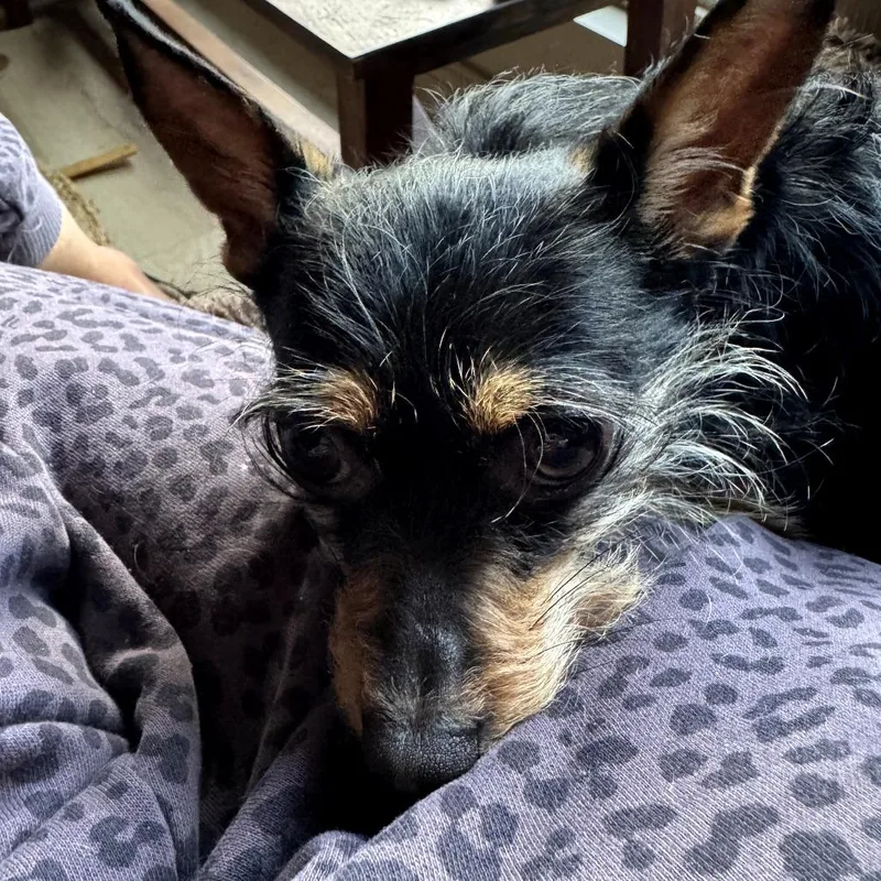 An adult small-sized female Black Chihuahua dog named Missy for adoption in La Grange, KY