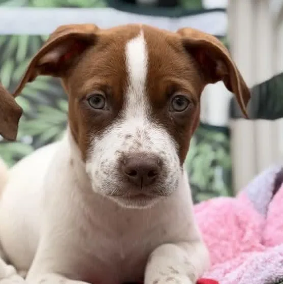 A baby medium-sized male Pointer dog named Ace for adoption in Copiague, NY
