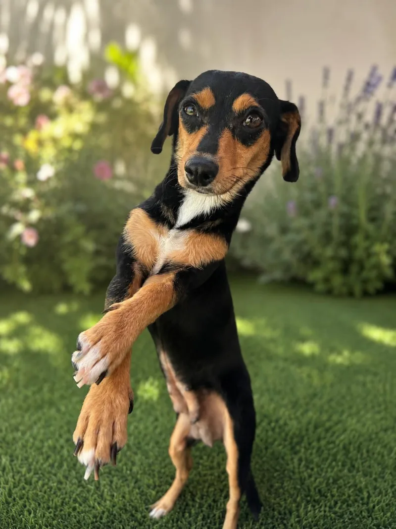 A young small-sized female Tricolor (Brown, Black, & White) Miniature Pinscher dog named Lyndsey for adoption in Coachella, CA