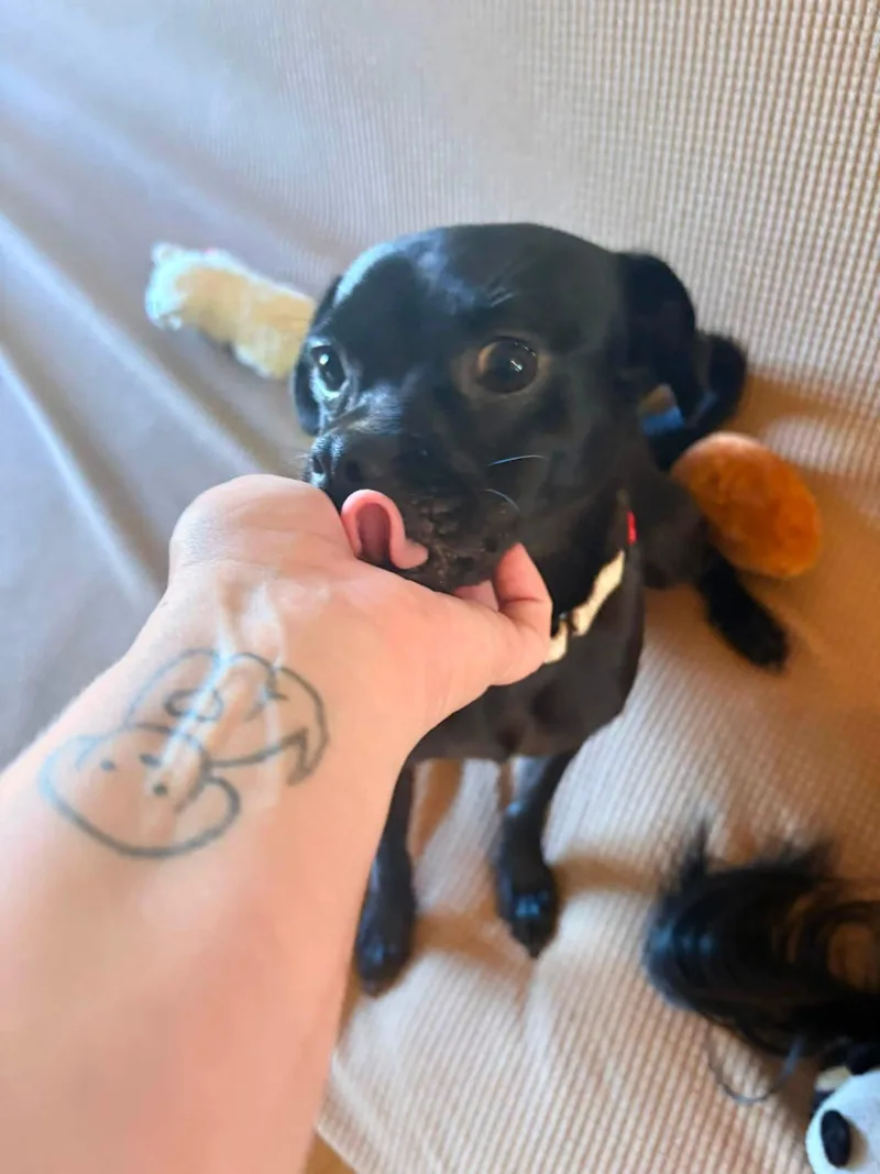 A young small-sized male Pug dog named Leon for adoption in New London, WI