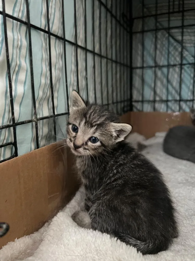 A baby small-sized male Gray / Blue / Silver Domestic Short Hair cat named Meeny for adoption in McPherson, KS