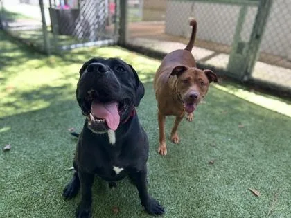 An adult large-sized male Mastiff dog named Paxton for adoption in Gainesville, FL