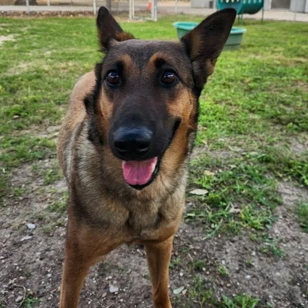An adult medium-sized female Brown / Chocolate German Shepherd Dog dog named Rosie for adoption in Corpus Christi, TX