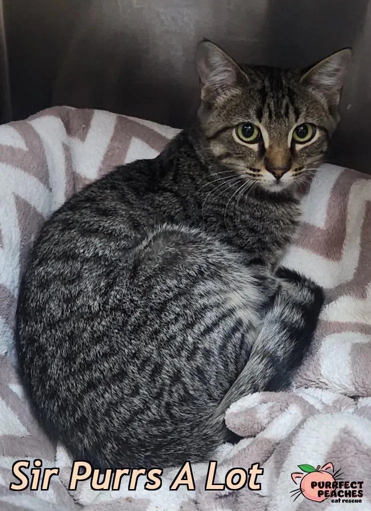 A baby medium-sized male Domestic Short Hair cat named Sir Purrs A Lot for adoption in Douglasville, GA