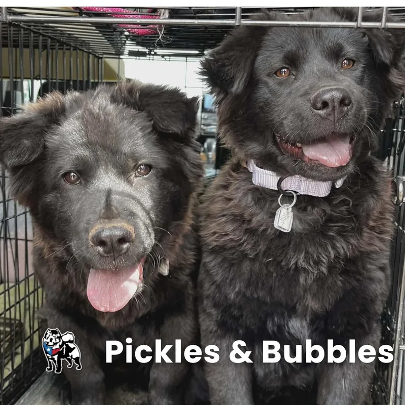 Bubbles