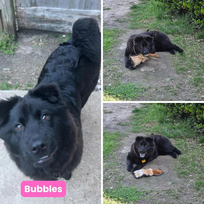 Bubbles thumbnail 5