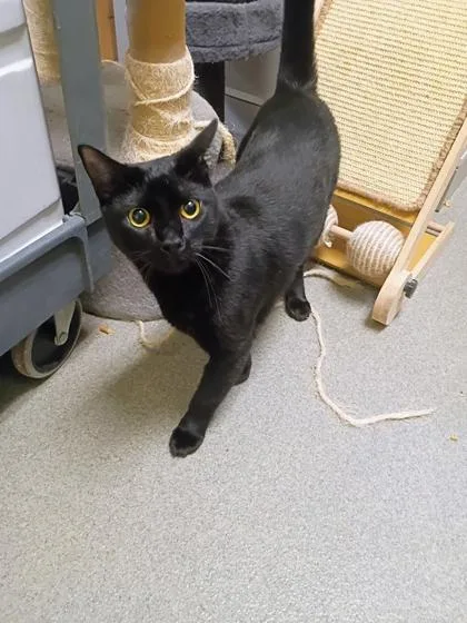 A young small-sized male Domestic Short Hair cat named Tangy for adoption in Beatrice, NE