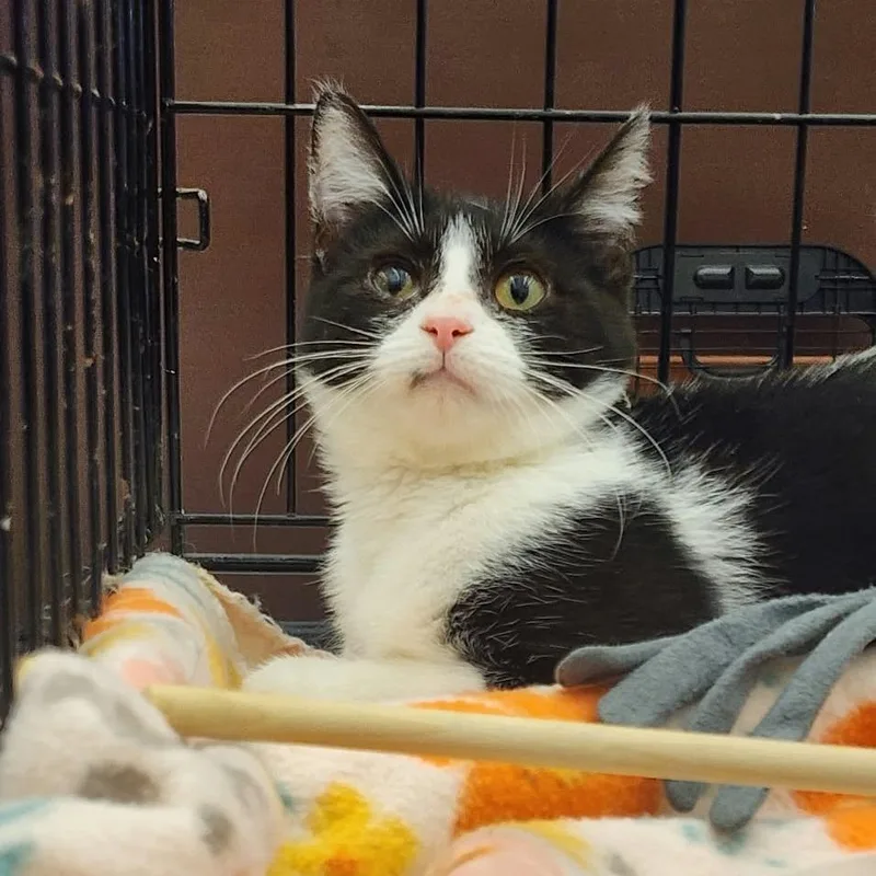 A baby small-sized female Black Domestic Short Hair cat named Oreo for adoption in Toledo, OH