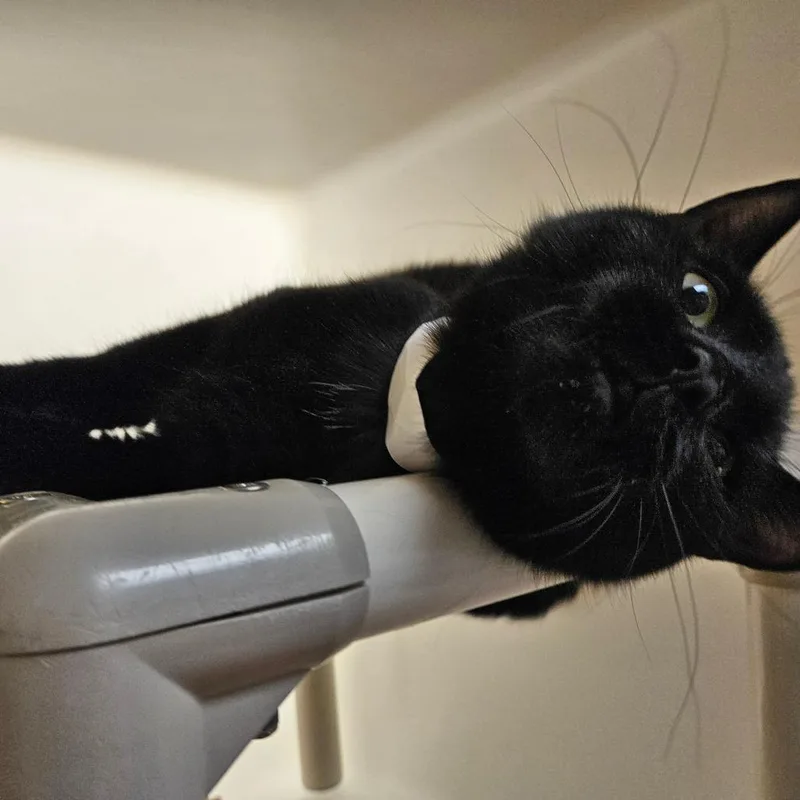 A young medium-sized male Brown / Chocolate Domestic Short Hair cat named Joaquin for adoption in Harrisonburg, VA