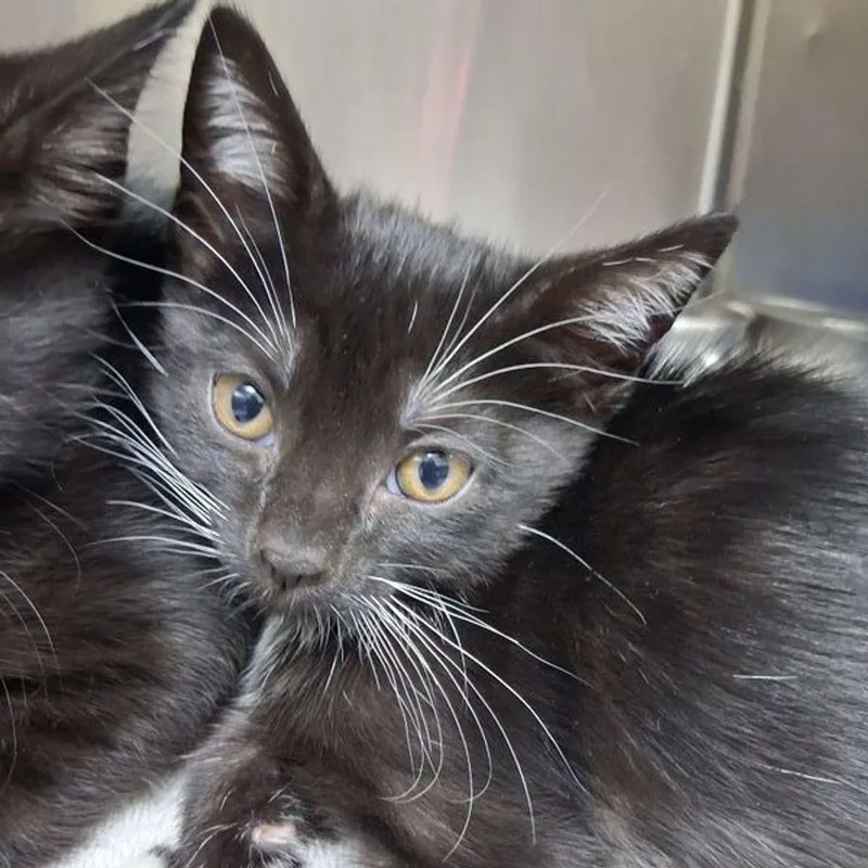A young medium-sized female Black & White / Tuxedo Domestic Short Hair cat named Nani for adoption in Lake Havasu City, AZ