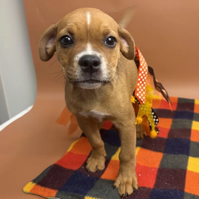 A baby medium-sized female Pug dog named Delilah for adoption in San Antonio, TX