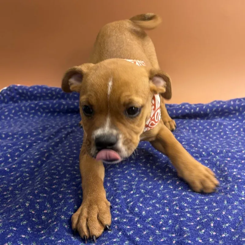 Delilah thumbnail 6