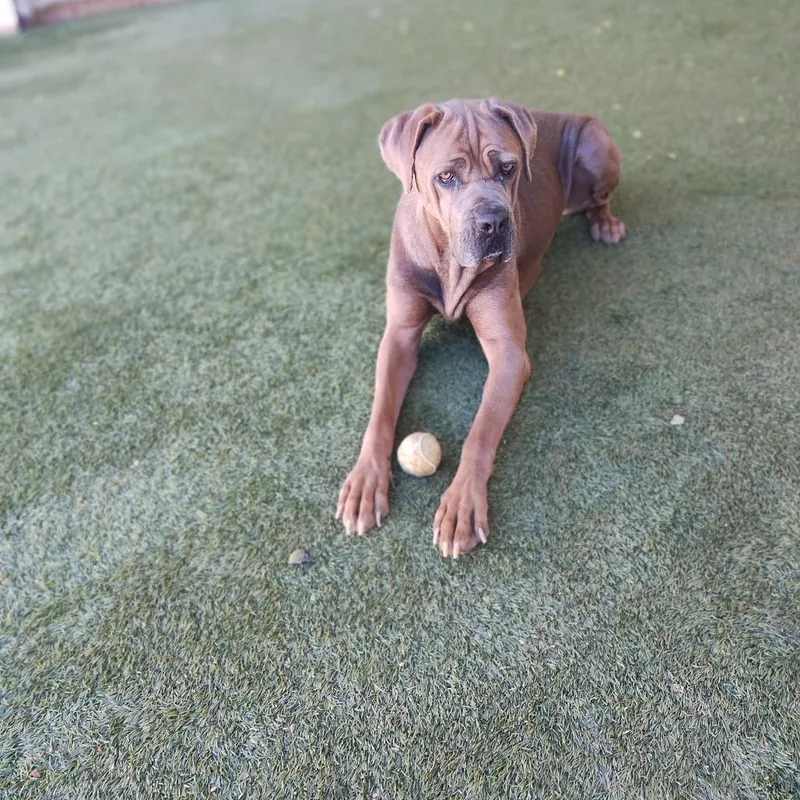 An adult large-sized female Yellow / Tan / Blond / Fawn Mastiff dog named Dolly for adoption in LOXAHATCHEE, FL