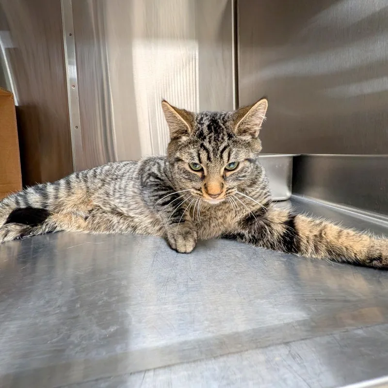 Ser Duncan The Tall thumbnail 2