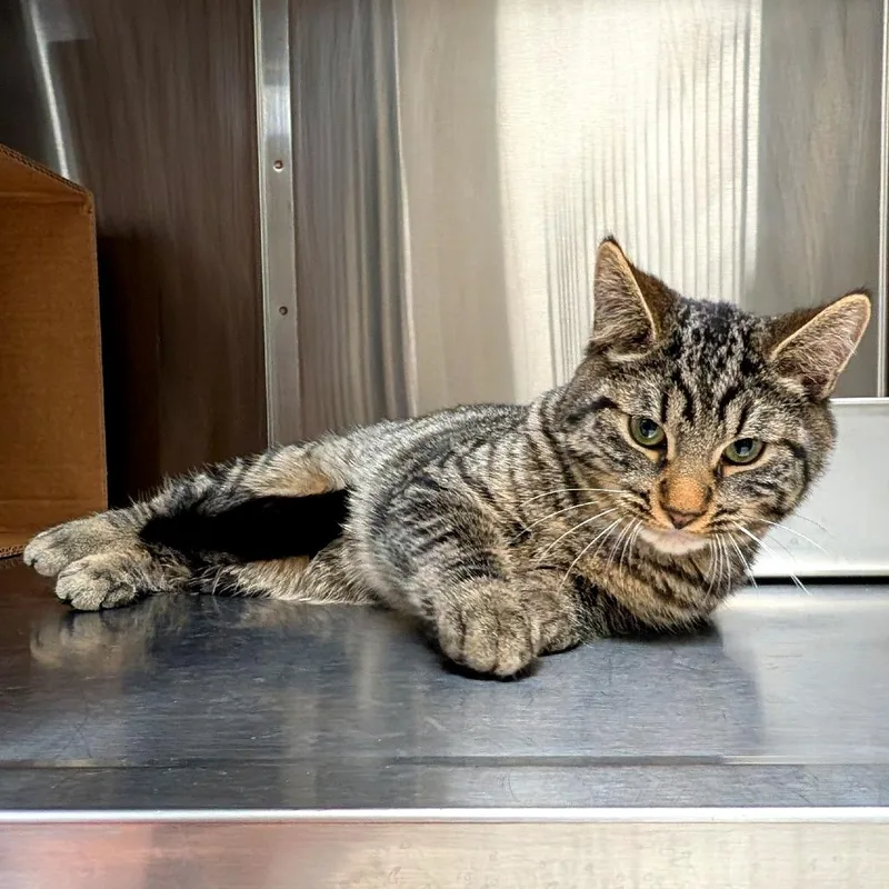 Ser Duncan The Tall thumbnail 3