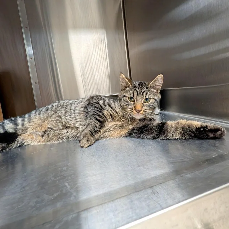 Ser Duncan The Tall thumbnail 4