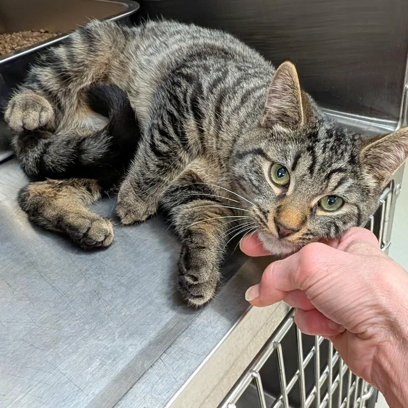 Ser Duncan The Tall thumbnail 5