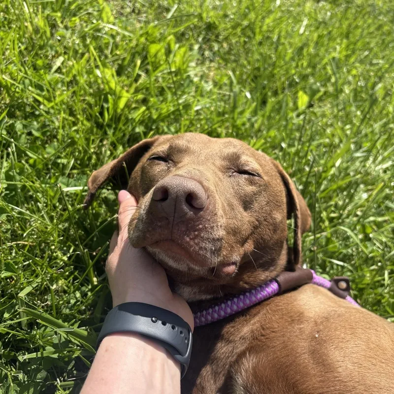 An adult medium-sized female Brown / Chocolate Labrador Retriever dog named Prim for adoption in Saint Charles, MO