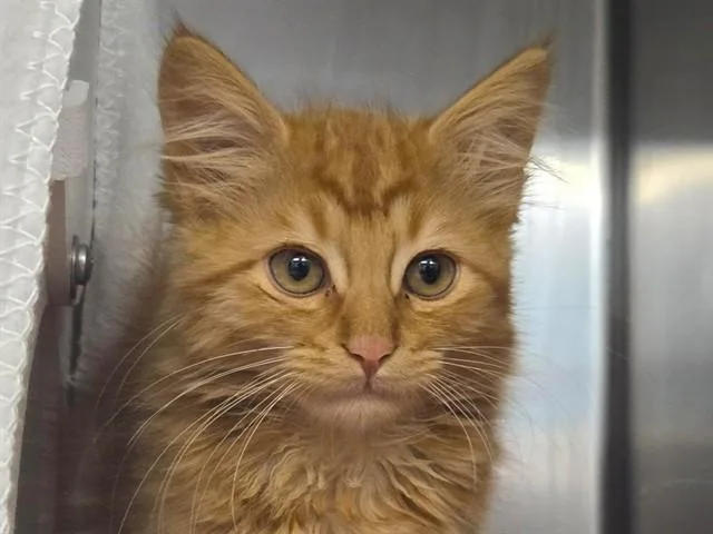 A baby small-sized male Domestic Long Hair cat named Meowiarti for adoption in Palo Alto, CA