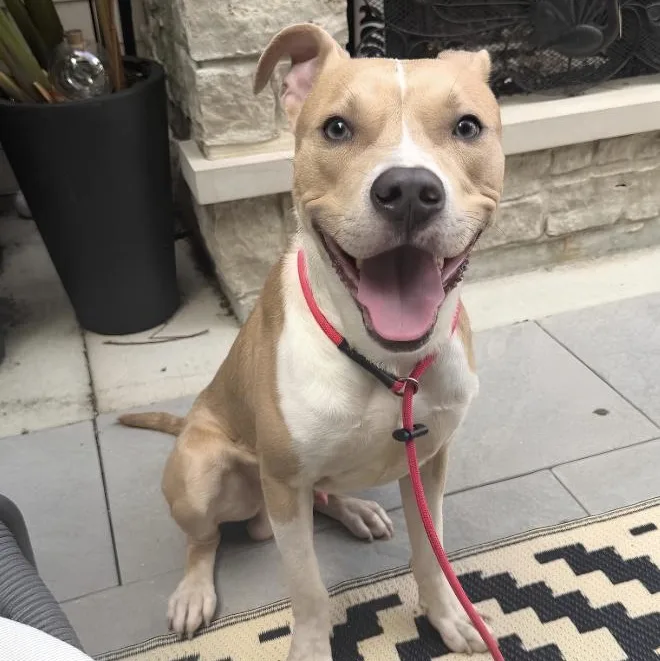 A young medium-sized male Yellow / Tan / Blond / Fawn Pit Bull Terrier dog named Nantucket for adoption in Naperville, IL