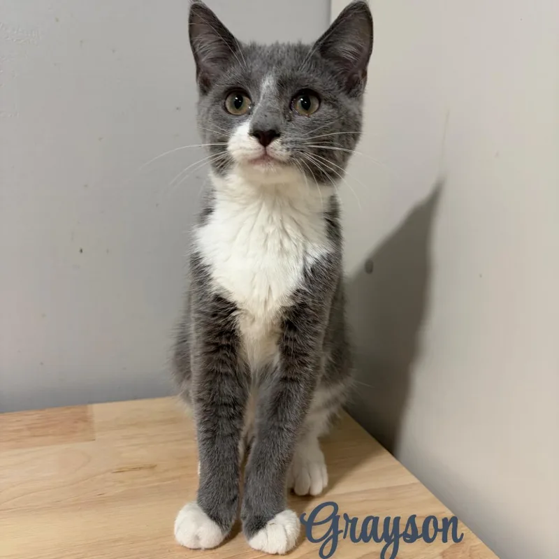 Grayson