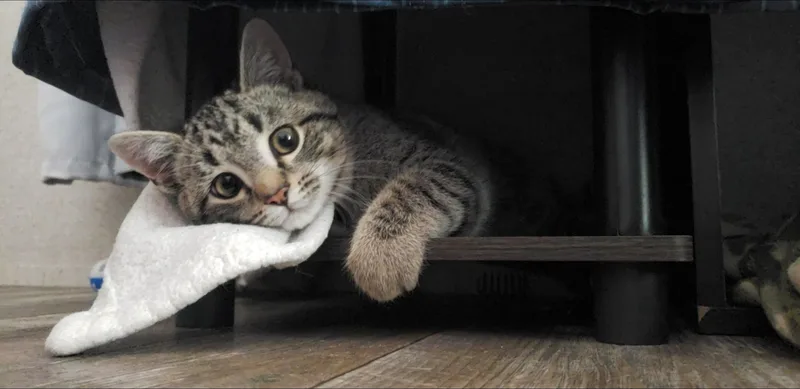 A baby medium-sized male Tabby (Buff / Tan / Fawn) Domestic Short Hair cat named Jamie for adoption in Clyde, NC