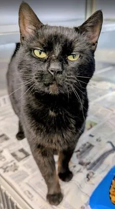 An adult medium-sized male Domestic Short Hair cat named Tomo for adoption in Fairfax, VA