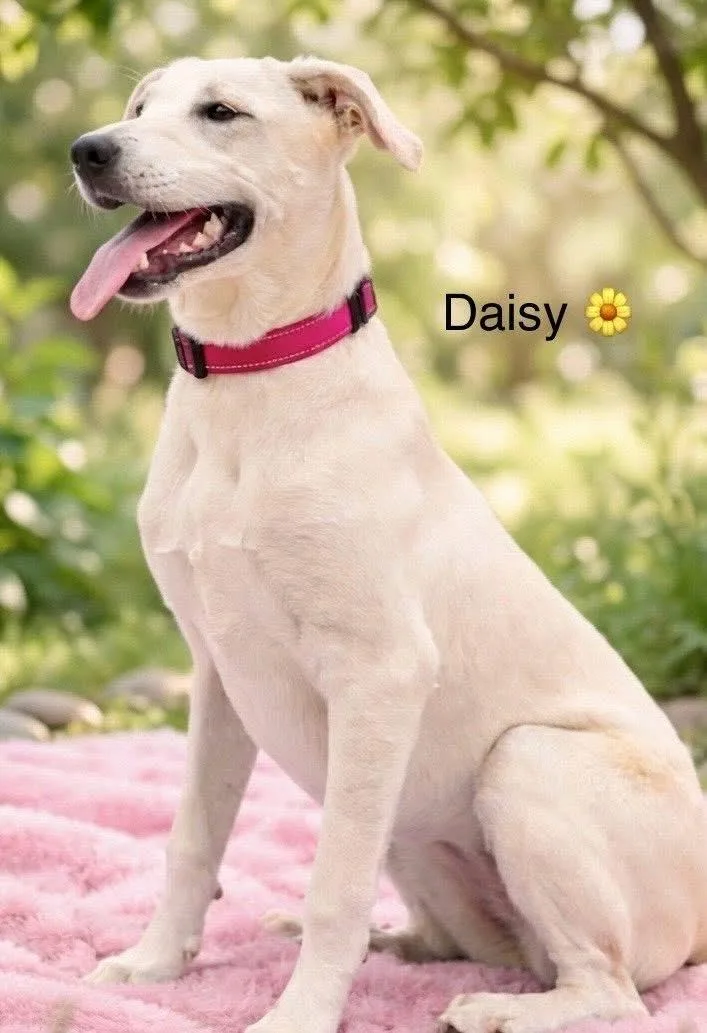 Daisy thumbnail 3