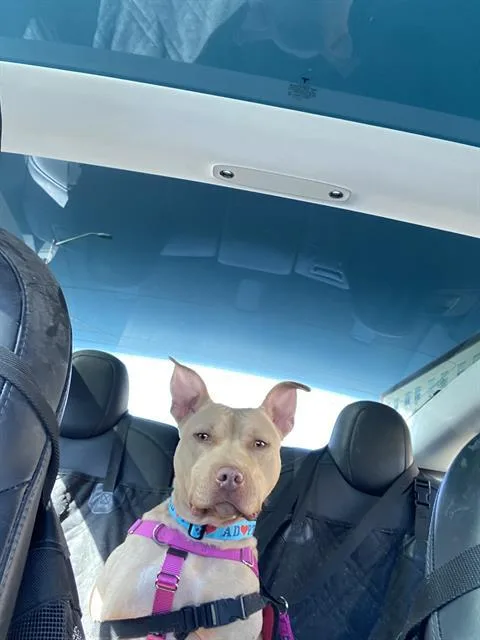 A young medium-sized female Pit Bull Terrier dog named Skittles for adoption in Indianapolis, IN