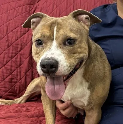 An adult medium-sized female Pit Bull Terrier dog named Swan for adoption in Mason, MI