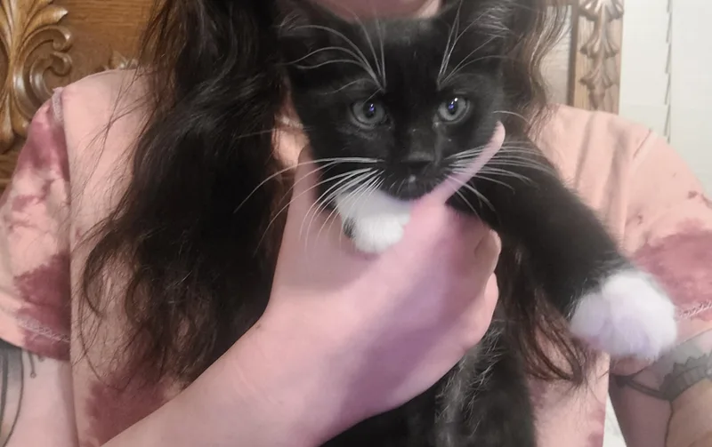 A baby large-sized female Black Domestic Short Hair cat named Poppy for adoption in Oceanside, CA