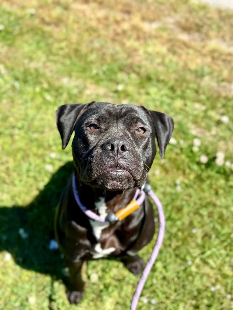 A young medium-sized female Pit Bull Terrier dog named Violet for adoption in New Bern, NC