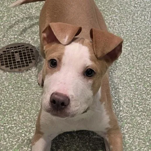 A baby large-sized female Yellow / Tan / Blond / Fawn Terrier dog named Dandelion for adoption in Calverton, NY