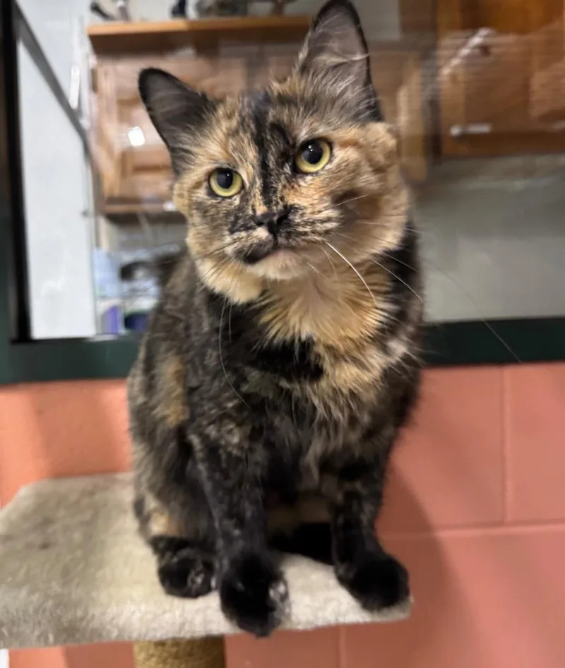 A young small-sized female Domestic Short Hair cat named Pumpkin for adoption in St. Albans, VT
