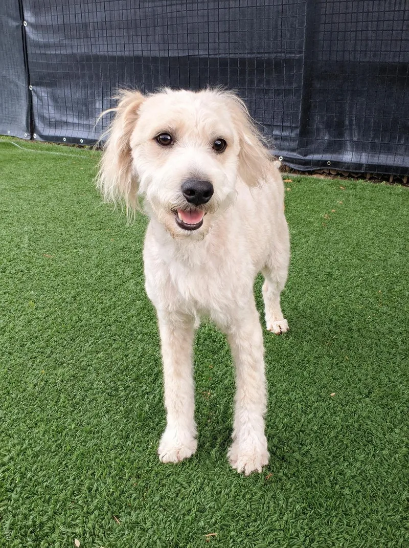 A young small-sized male Apricot / Beige Poodle dog named Teddy for adoption in Windcrest, TX