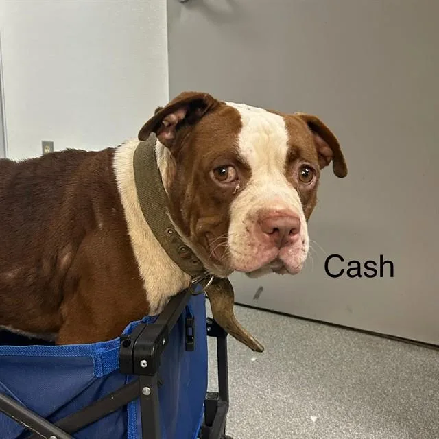 An adult large-sized male American Staffordshire Terrier dog named Cash for adoption in Lincolnton, NC