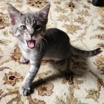A baby medium-sized male Tabby (Gray / Blue / Silver) Domestic Short Hair cat named Arlo for adoption in Liverpool, TX