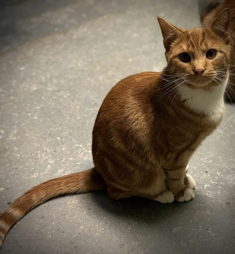 A young small-sized male Orange & White Domestic Short Hair cat named Morris for adoption in Richmond, IN