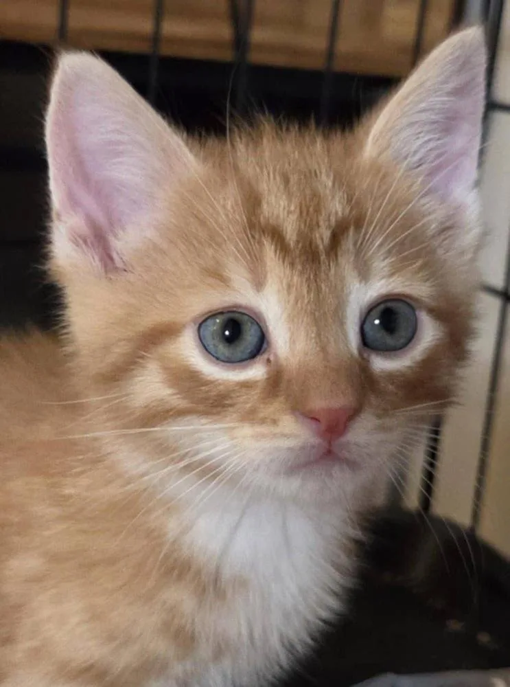 Morris thumbnail 3