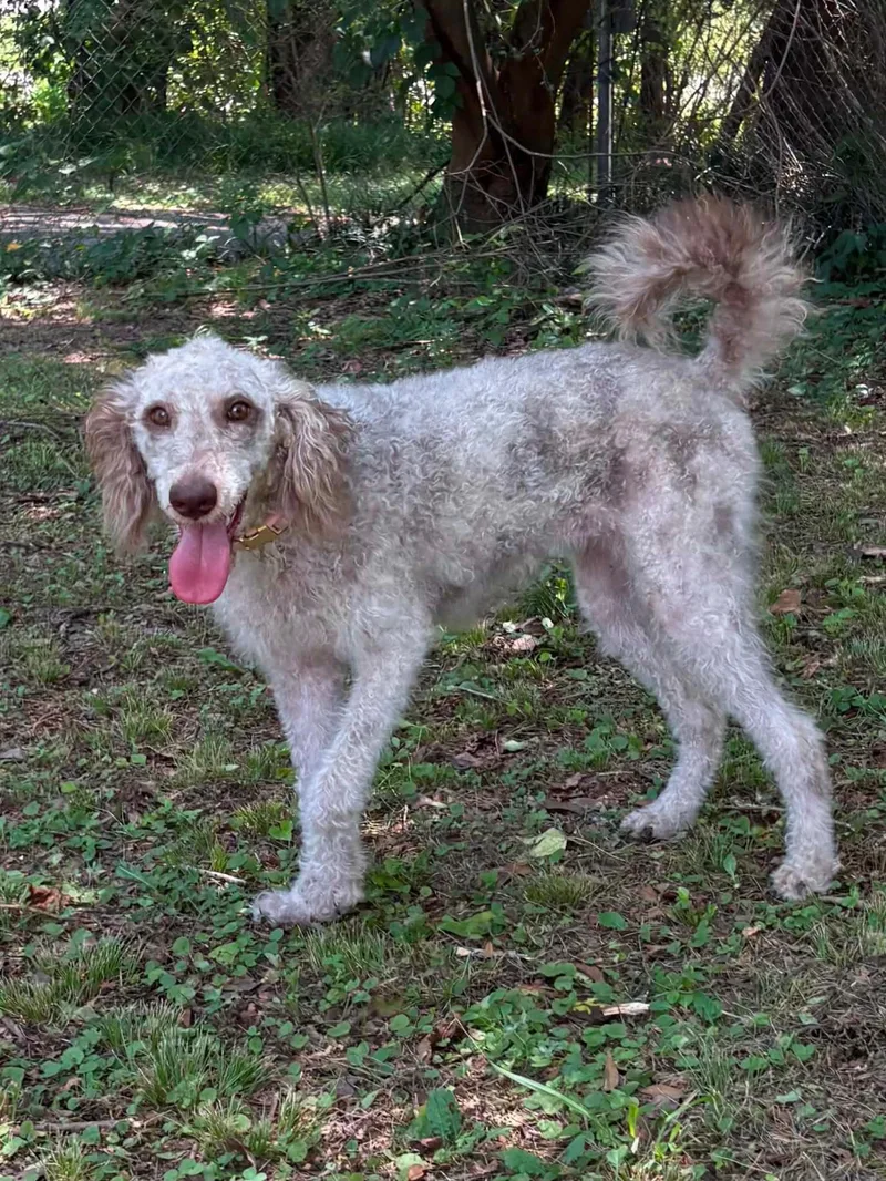 A baby medium-sized female Poodle dog named Honey for adoption in Fosters, AL