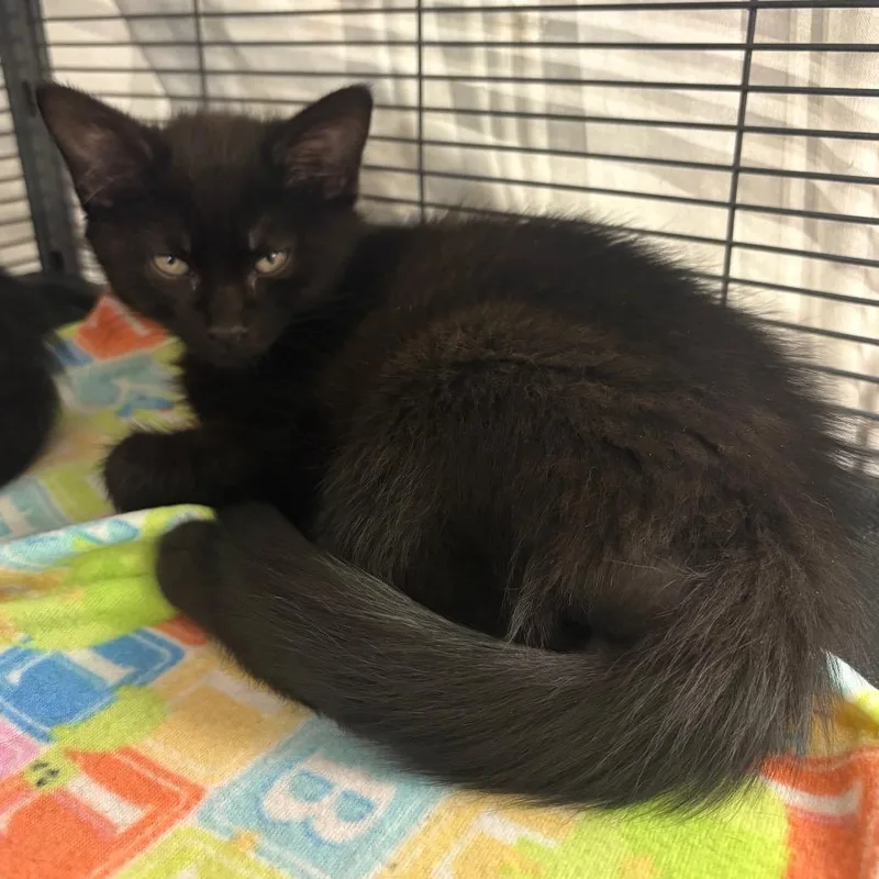 A baby small-sized male Black Domestic Medium Hair cat named Augie for adoption in Monroe, MI